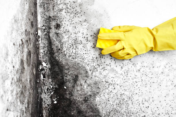 Best Same-Day Mold Removal  in Union Park, FL