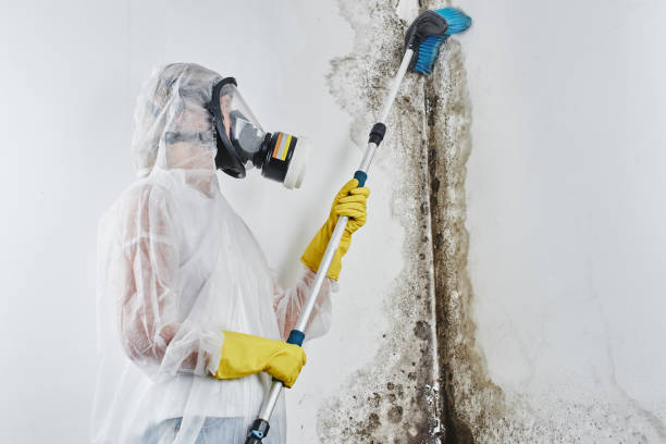 Best Black Mold Removal  in Union Park, FL