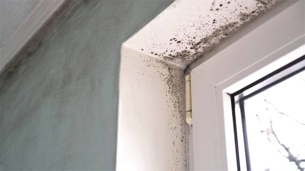 Best Professional Mold Removal  in Union Park, FL