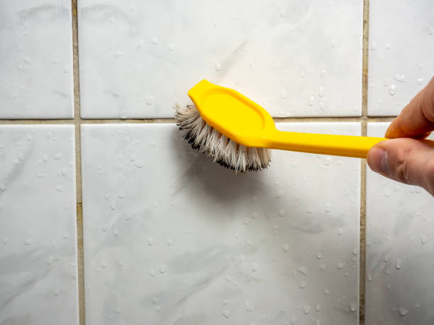 Best Mold Removal Company Near Me  in Union Park, FL