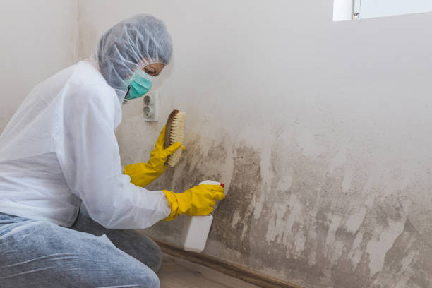 Best Residential Mold Removal  in Union Park, FL