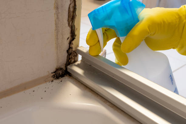 Best Mold Cleaning Services  in Union Park, FL